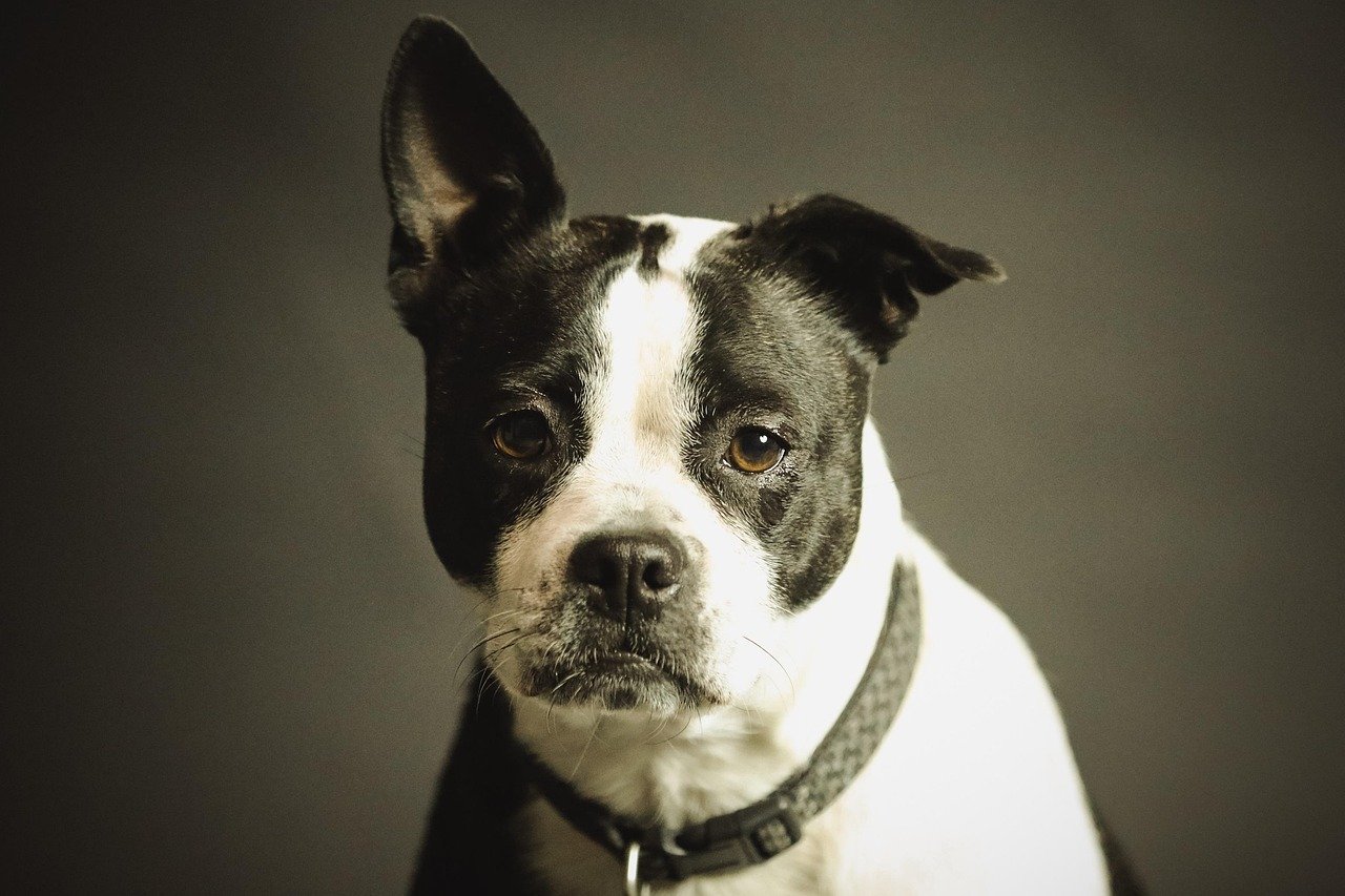 dog, pet, collar, dog collar, domestic, domestic dog, black and white dog, canine, portrait, dog portrait, mammal, nature, animal, purebred
